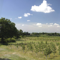A38 National Forest dog walk with cafe, Staffordshire - Dog walks in Staffordshire
