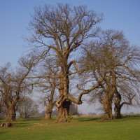 M1 Junction 10 dog walk and cafe near Luton, Bedfordshire - Dog walks in Bedfordshire