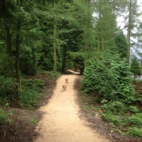 Cod Beck dog walk near Osmotherly, North Yorkshire - Dog walks in Yorkshire