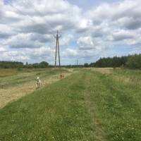 Coatham wood dog walk in dog-friendly, County Durham - Dog walks in County Durham
