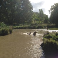 Coatham wood dog walk in dog-friendly, County Durham - Dog walks in County Durham