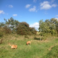 Coatham wood dog walk in dog-friendly, County Durham - Dog walks in County Durham