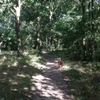 Coatham wood dog walk in dog-friendly, County Durham - Dog walks in County Durham