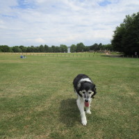 Brixworth dog walks, Northamptonshire - Dog walks in Northamptonshire