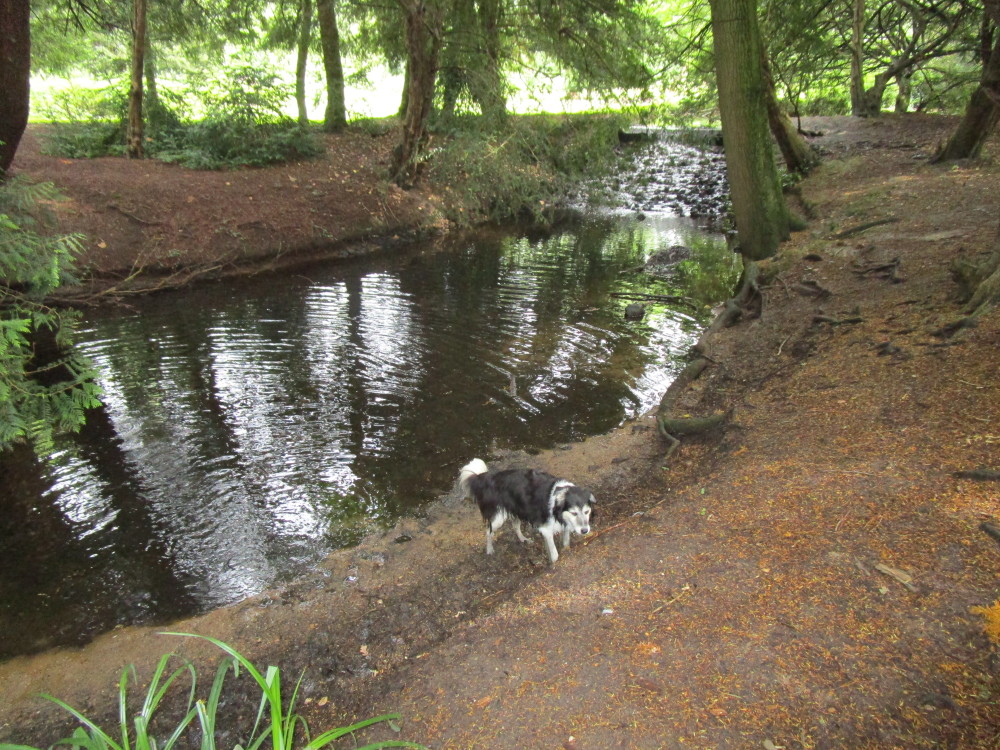 Lynford dog walk near Thetford, Norfolk - Driving with Dogs