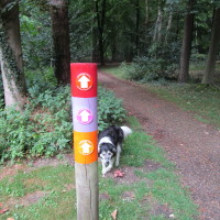 Brandon Country Park dog walks, Suffolk - Dog walks in Suffolk