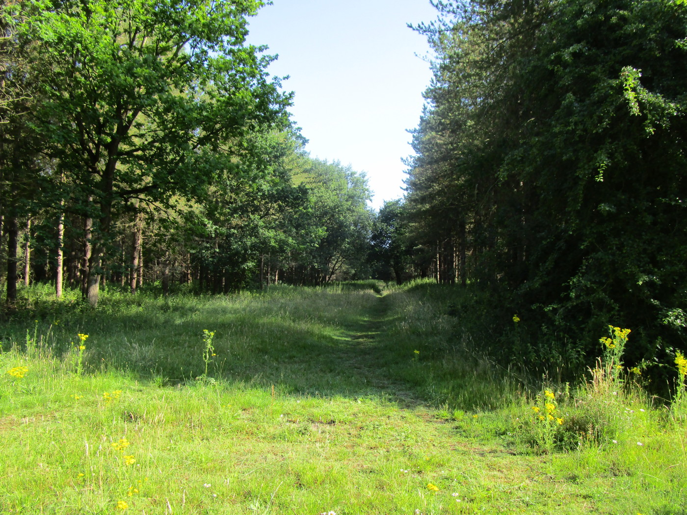 Thetford Forest dog walk, Norfolk Driving with Dogs