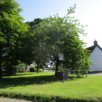 Great Hockham dog-friendly pub and dog walks, Norfolk - Dog walks in Norfolk