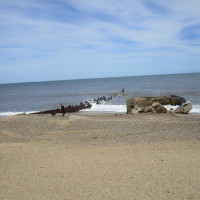Gunton Denes dog-friendly beach, Suffolk - Dog walks in Suffolk