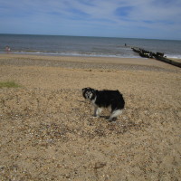 Gunton Denes dog-friendly beach, Suffolk - Dog walks in Suffolk