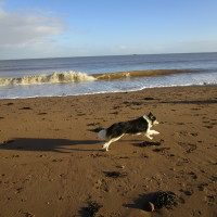Dunster dog-friendly beach, Somerset - Dog walks in Somerset