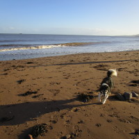 Dunster dog-friendly beach, Somerset - Dog walks in Somerset
