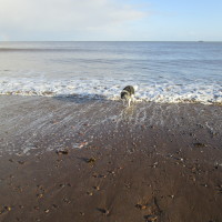Dunster dog-friendly beach, Somerset - Dog walks in Somerset