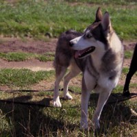 Dog walking & Day care services in Welwyn, Hertfordshire - Image 2