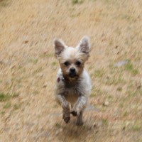 Dog walking & Day care services in Welwyn, Hertfordshire - Image 3