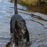 Dog walking & Day care services in Welwyn, Hertfordshire - Image 4
