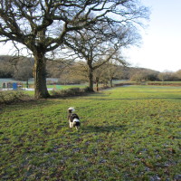 Morton Stanley Park dog walk, Redditch, Worcestershire - Dog walks in Worcestershire