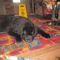 Redditch dog-friendly pub and dog walk, Worcestershire - Dog walks in Worcestershire