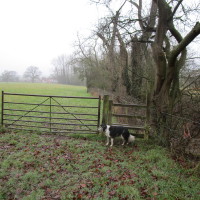 M42 Junction 2 dog walk and a dog-friendly pub or picnic spot, Worcestershire - Dog walks in Worcestershire