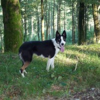 Mabie Forest dog walk, Scotland - Dog walks in Scotland