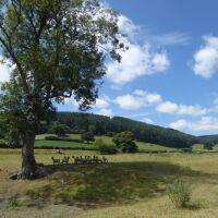 The quiet ruins of Hopton Castle, Shropshire - Dog walk near Ludlow