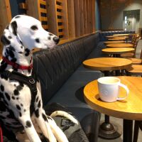 Dog Friendly Cafe at Banbury Gateway, Oxfordshire - IMG_2663.jpeg