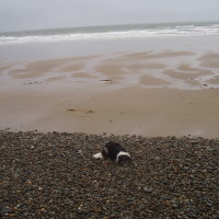 Tal-y-Bont dog-friendly beach near Barmouth, Wales - Dog walks in Wales