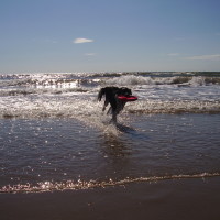 Tywyn dog-friendly beach, Wales - Dog walks in Wales