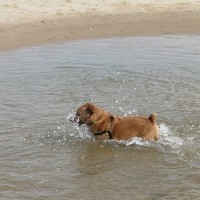 Holkham dog walk and dog-friendly beach, Norfolk - Dog walks in Norfolk
