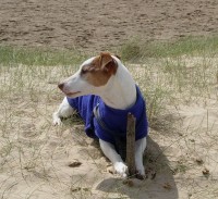 Holkham dog walk and dog-friendly beach, Norfolk - Dog walks in Norfolk