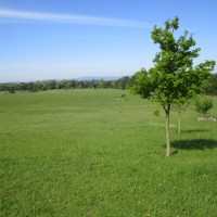 A38 Croome Park dog walks, Worcestershire - Worcestershire dog walks and dog-friendly cafes.JPG