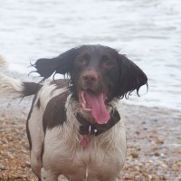 Normans Bay dog-friendly beach, East Sussex - Sussex dog-friendly beach