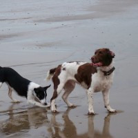Normans Bay dog-friendly beach, East Sussex - Sussex dog-friendly beach