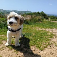 Tegg's Nose dog walks near Macclesfield, Cheshire - IMG_20190628_113738.jpg