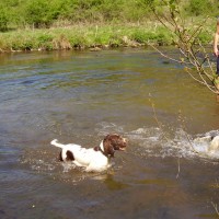 Dog swimming place by the A6 Derbyshire.JPG