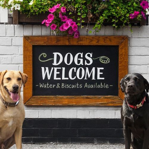 M1 dogfriendly pub and dog walk near Milton Keynes, Bedfordshire Driving with Dogs