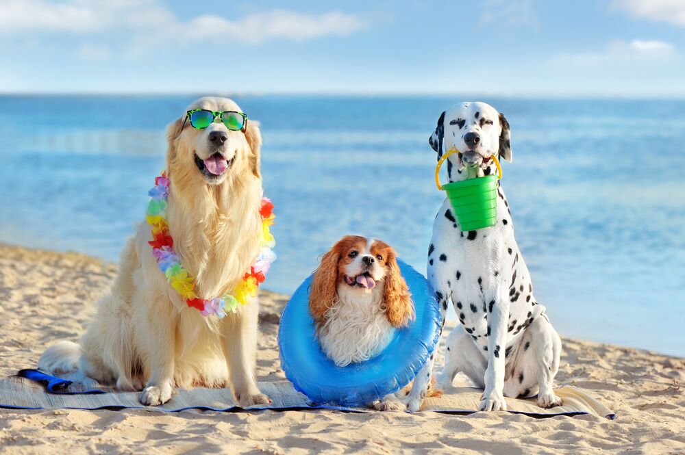 The dog game