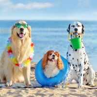 The dog game