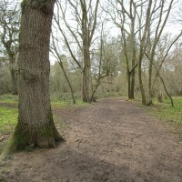 Stoke Woods (near Bicester) dog walk, Oxfordshire - dog walk in Oxfordshire