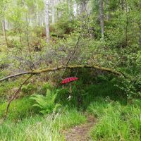 A short dog walk just off the A9 between Dornoch and Golspie, Scotland - IMG_20190618_183856.jpg