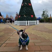 Shopping & a dog walk, just off the A45, Northamptonshire - 20231119_151005.jpg