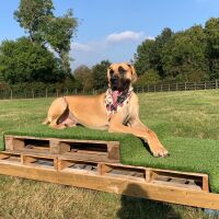 The Stilton Dog Field, Cambridgeshire - 6DE2FB1C-BAF1-499E-BE27-49BFEF7F9ED5.jpeg