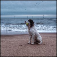 Balmedie Beach and Country Park, Scotland - 0FF60595-24CB-4C29-9C9F-32C05A5E4157.jpeg