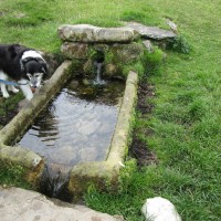 Jervaulx Abbey dog walk, Yorkshire - Dog walk in Yorkshire