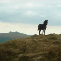 Dartmoor dog-friendly pub and holiday cottage, Devon - Dartmoor dog-friendly pubs.jpg