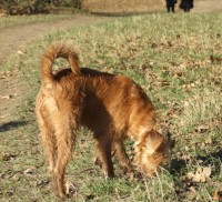 Hanworth Park, Feltham, Greater London - Dog walks in Greater London