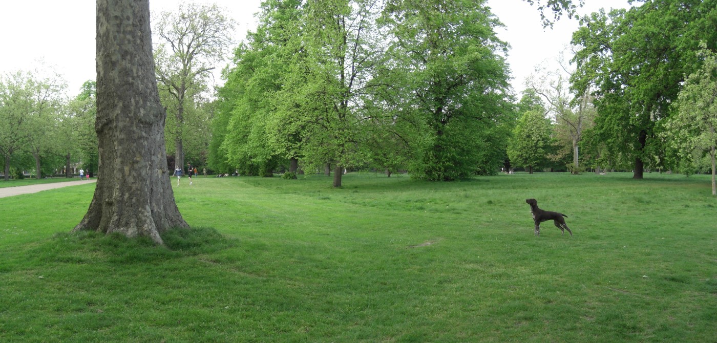 Hyde Park local dog walks, Greater London Driving with Dogs