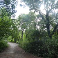 Easy access dog walk near Northwich, Cheshire - Cheshire dog walking places