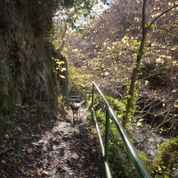 A91 dog walk in Alva, Scotland - Dog walks in Scotland