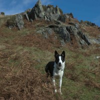 Bearded Lake dog walk near Aberdovey, Wales - Dog walks in Wales